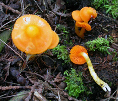 H. marginata – Brilliant orange gills retain their color even as the cap dries and fades.